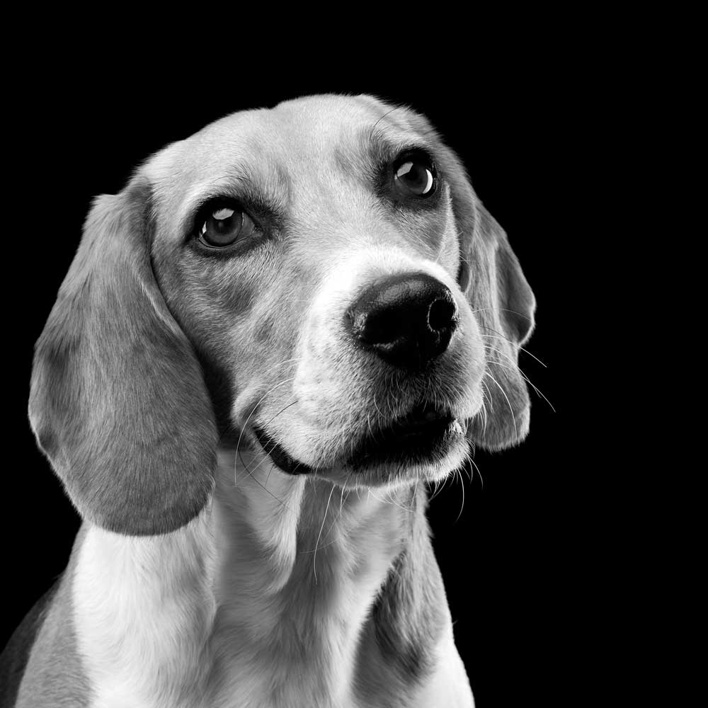 DONATE-TODAY-Beagle-BW.jpg