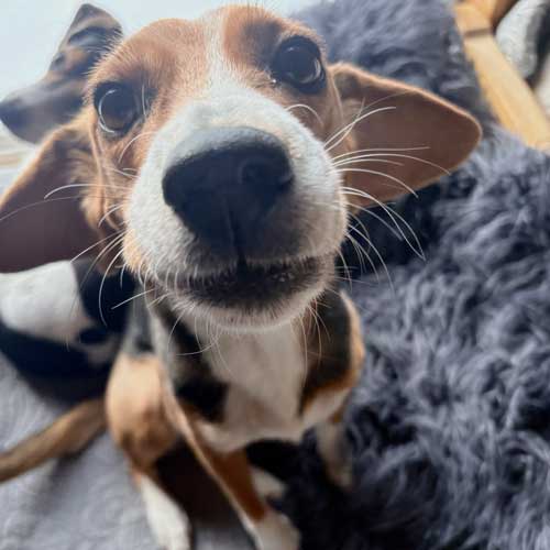 Poppy the Beagle