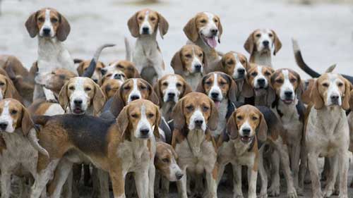 Beagles